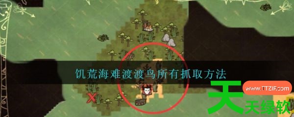 饥荒海难渡渡鸟怎么捕捉(饥荒海难渡渡鸟所有抓取方法) 饥荒海难渡渡鸟怎么捕捉(饥荒海难渡渡鸟所有抓取方法)