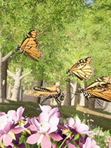 [模拟经营SIM]大自然与生命：沉迷花蜜 Nature And Life – Drunk On Nectar v0.5 免安装绿色版