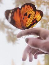 [冒险解谜AVG]The Forest Cathedral The Forest Cathedral Forest Cathedral 免安装绿色版